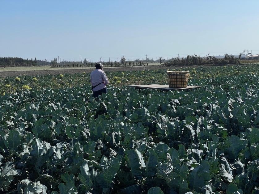 從「離鄉」到「安身」：探討萡子寮印尼婚姻移民女性的個體能動性